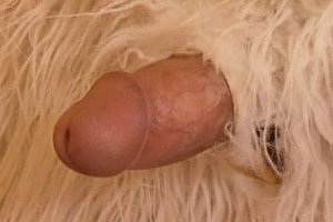 hard fuck asia